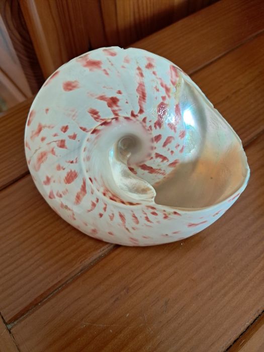 Caracol do mar gigante