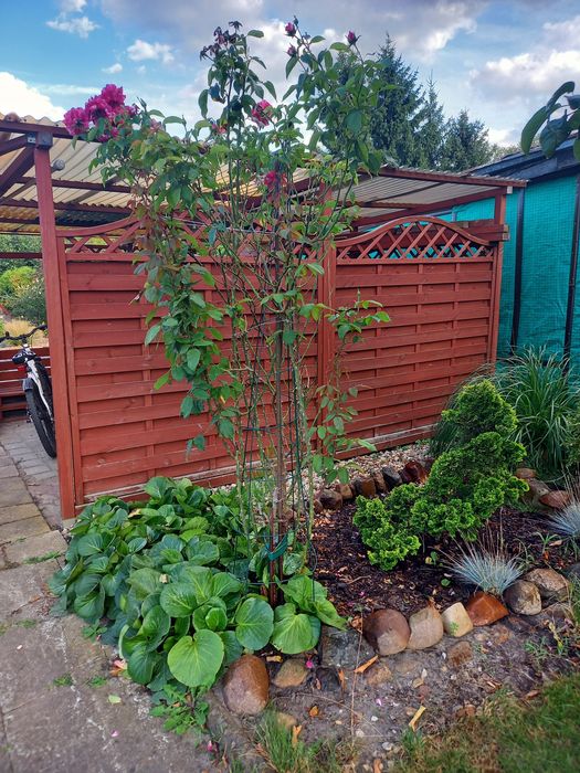 Sprzedam działkę ROD