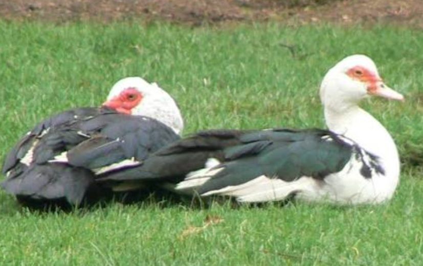 Sprzedam kaczkę francuską