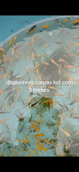 Carpas koi jovens