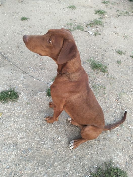 Dou cão porte grande