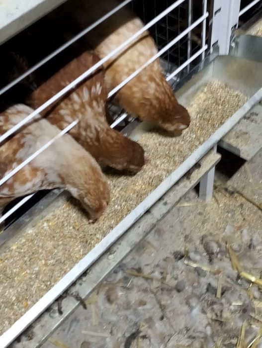 Ломан Браун. Несучка. Кури