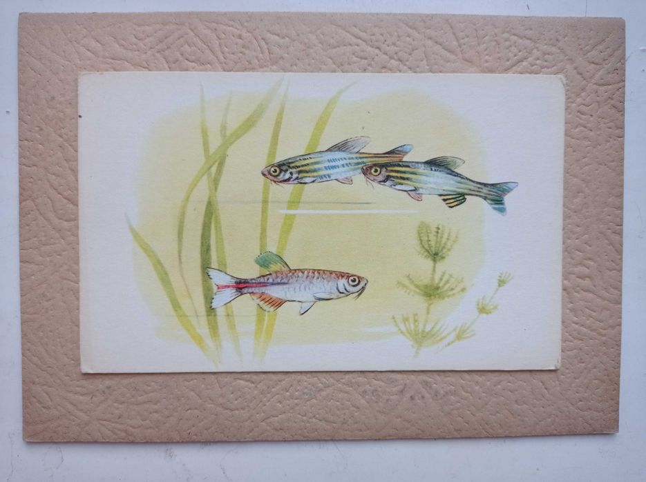 Вінтажний набір листівок з рибами