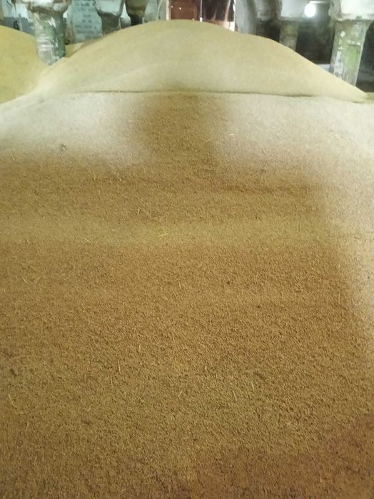 Jęczmień jary browarny laureate