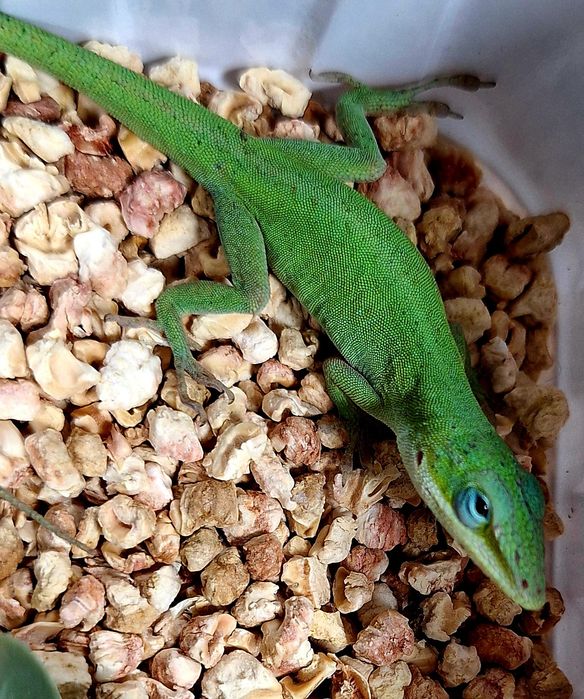 Aanolis zielony jaszczurka dla początkujących hodowców