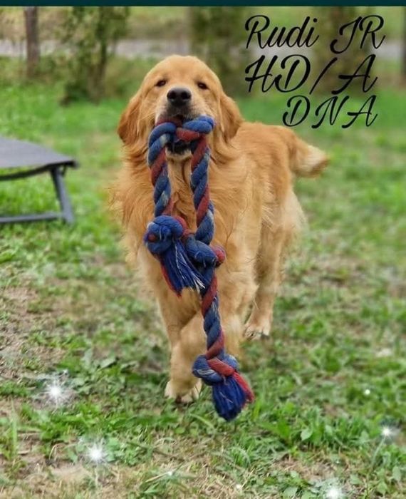 Chłopczyk golden retriever ciemno złote
