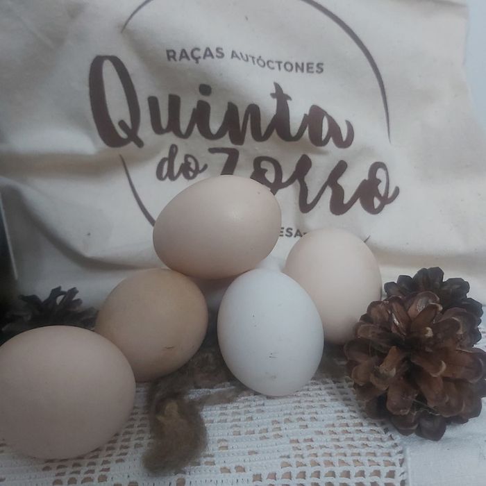 Ovos para incubação- raças autóctones