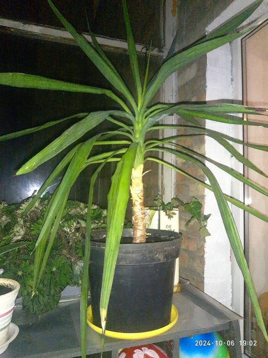 Плющ+Квіти домашні великі