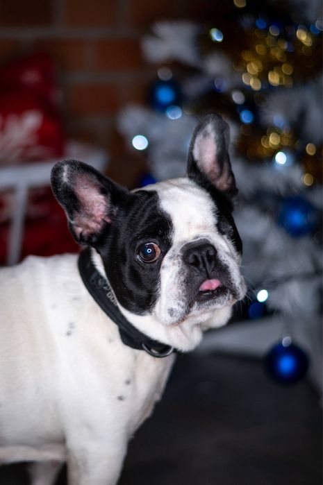 Buldog francuski Didi szuka domu