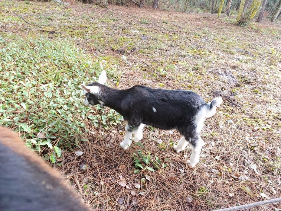 Cabritos Criado Leite