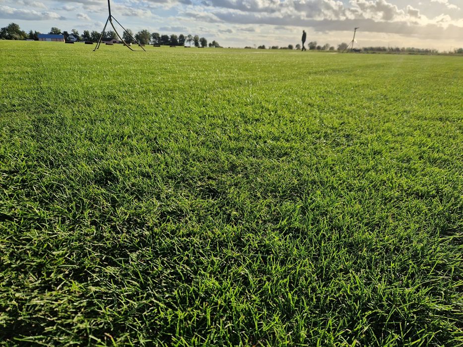 Trawa z rolki - Producent Garden Grass