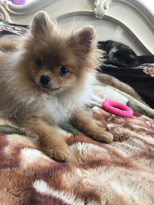 Маленький кумедний хлопчика