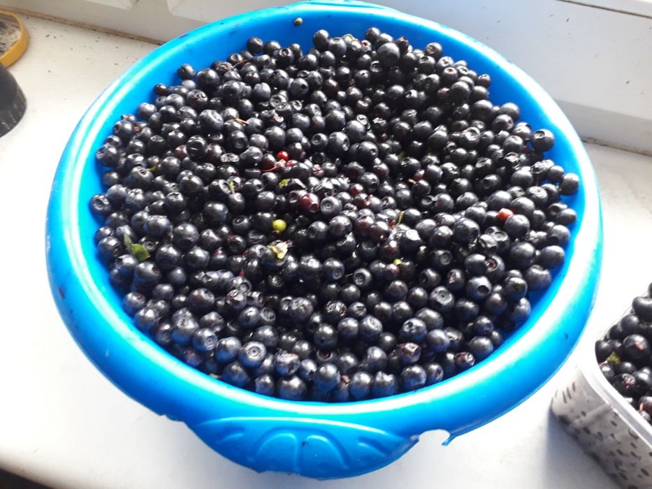 Jagody czarne  1 L