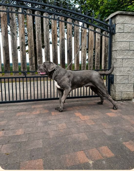 Cane Corso Reproduktor
