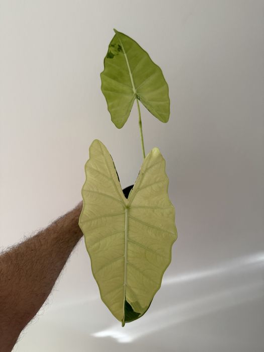 Alocasia Frydek albo variegata