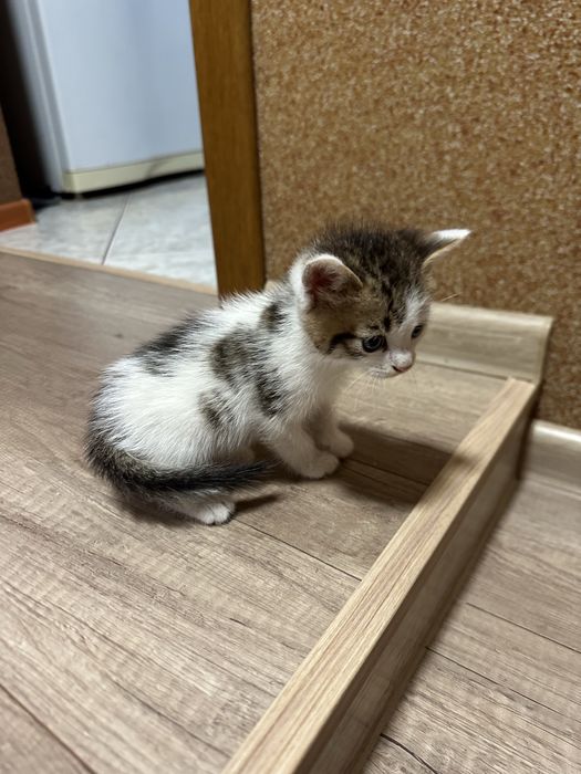 Котики в добрі руки
