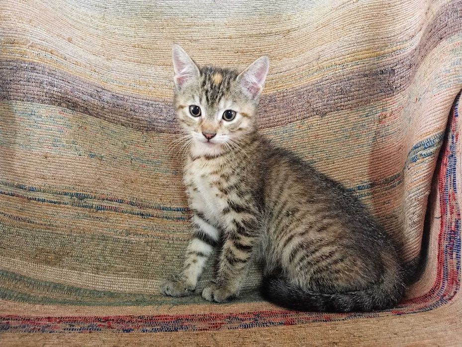 FÊMEA | Gatinha disponível para Adoção Responsável