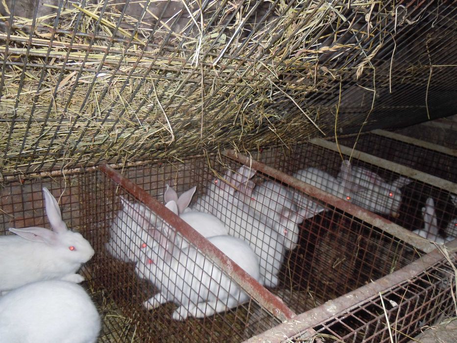 Кітні кролиці. Кролі порди - Термонська Біла .