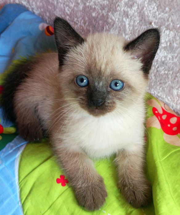 Сіамські кошенята