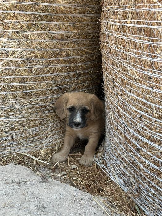 Caezinhos para adoção - 2 meses e meio - mãe cruzada caniche