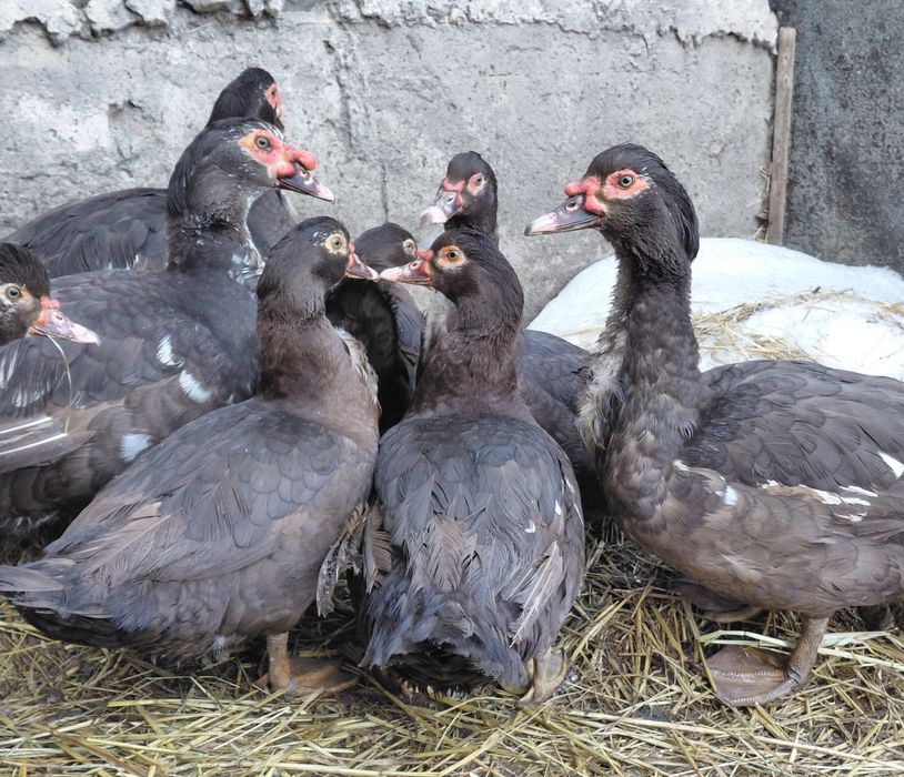 Червона індокачка