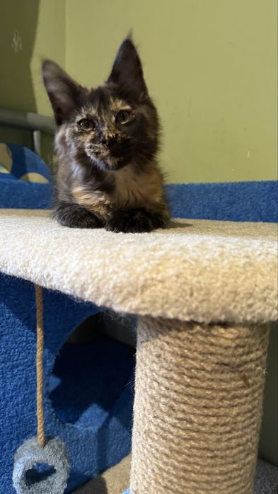 Дівчинка, 3 місяці, готова до переїзду