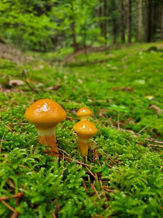 Opieńki marynowane rydze gąski borowik  Podgrzybek
