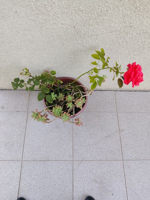 Vaso com Roseira
