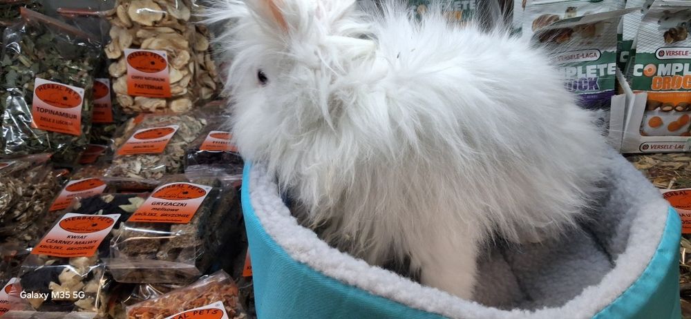 Królik jak marzenie