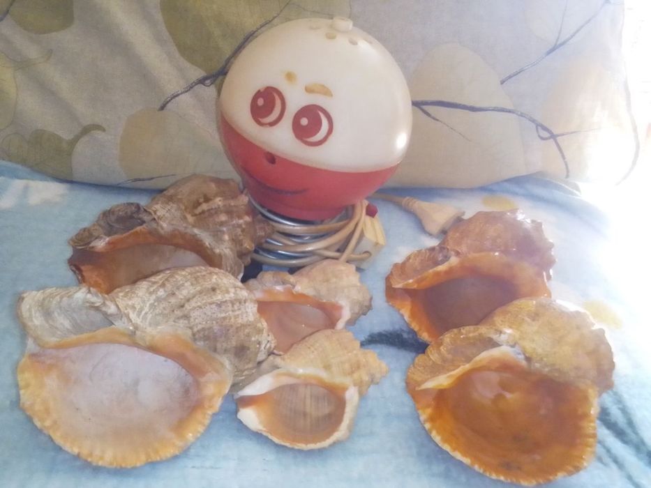 Ракушки морські продам