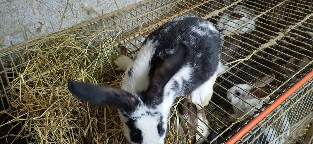 Coelhos para criacao ou consumo