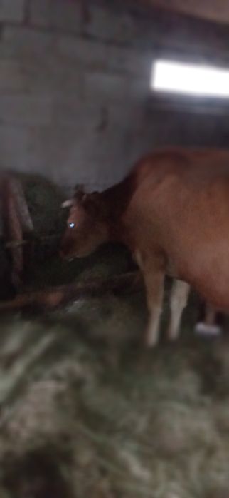 Корова корівка..