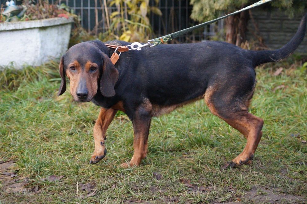Łagodna, cudowna suczka mix gończy czeka na dom