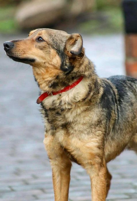 Niewidzialny młody psiak prawie całe życie w przytulisku