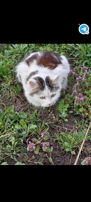 Отдам в добрые руки