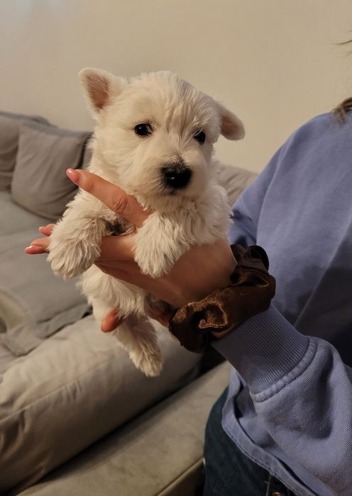 West Highland  piesek