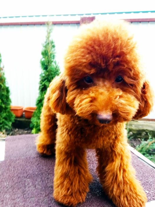 В'язка Пудель (Ред Браун)