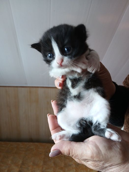 Котята бесплатно