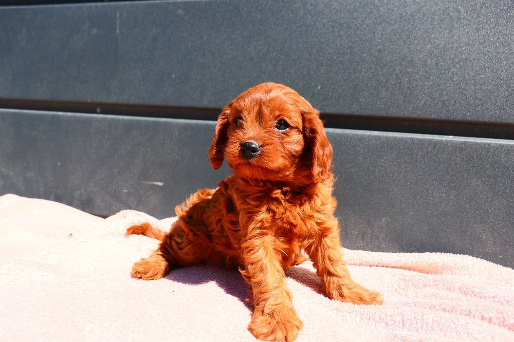 Cudna dziewczynka Cavapoo