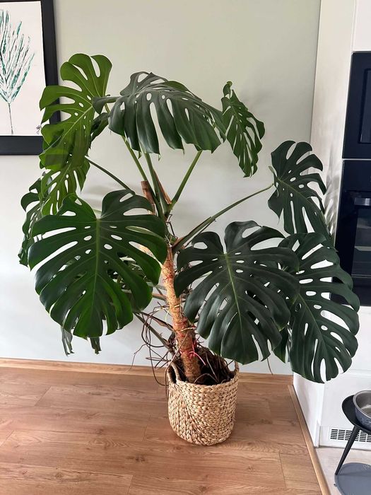 Monstera kwiatek