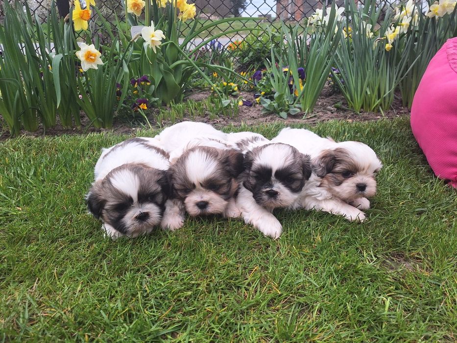 Już do odbioru pieski shih-tzu  wzorcowe mini
