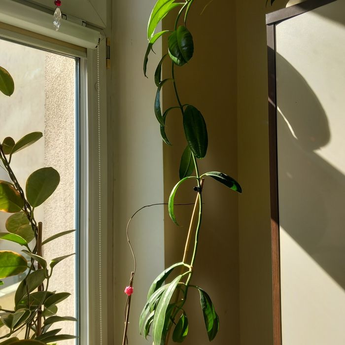 Hoja Imperialis Mosaic 1 liść