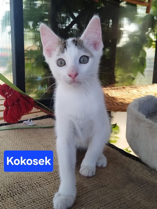 Kocurki szukają Domu
