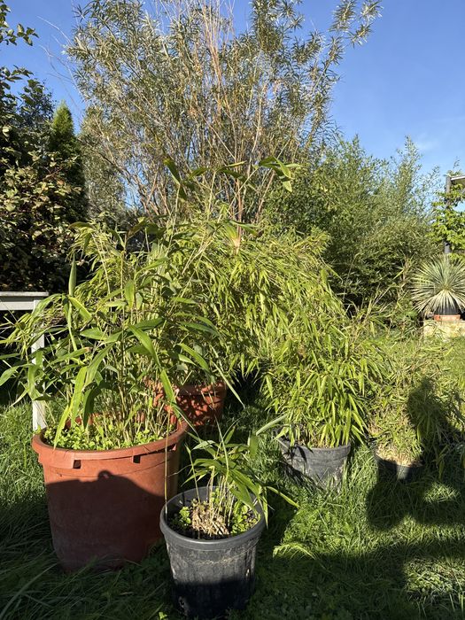 WYPRZEDAŻ Bambus fargesia rufa, Pseudosasa Japonica taras do ogrodu