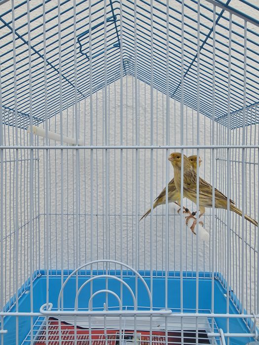 Canárias fêmea 2025