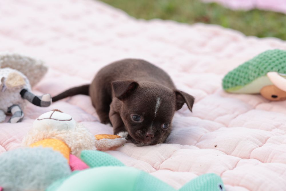 Chihuahua czekoladowy chłopczyk krótkowłosy