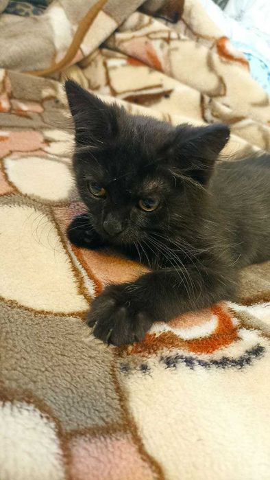 отдам кота в хорошие руки