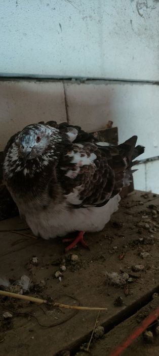 Kingmody, Kingi, gołębie Kimondy