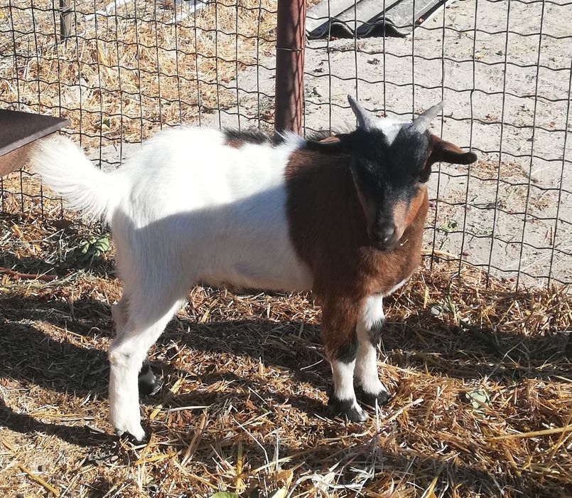 Cabrito de raça anã
