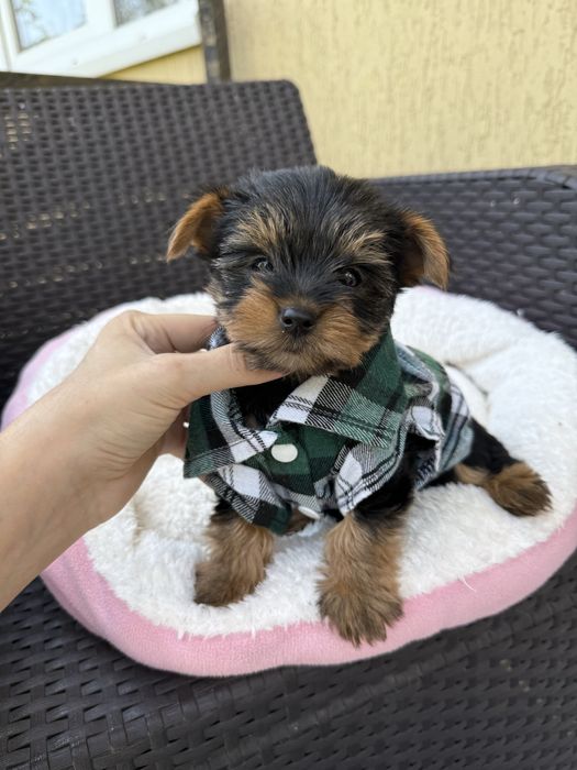 Красунчик йорк терєр